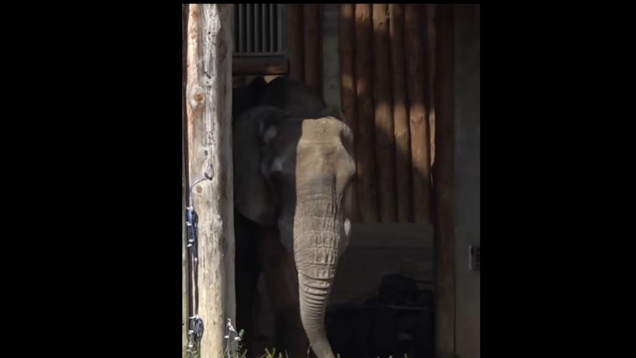 Zoo Poznań - nowy wybieg dla słoni (fot. Zoo Poznań/Facebook/screenshot)
