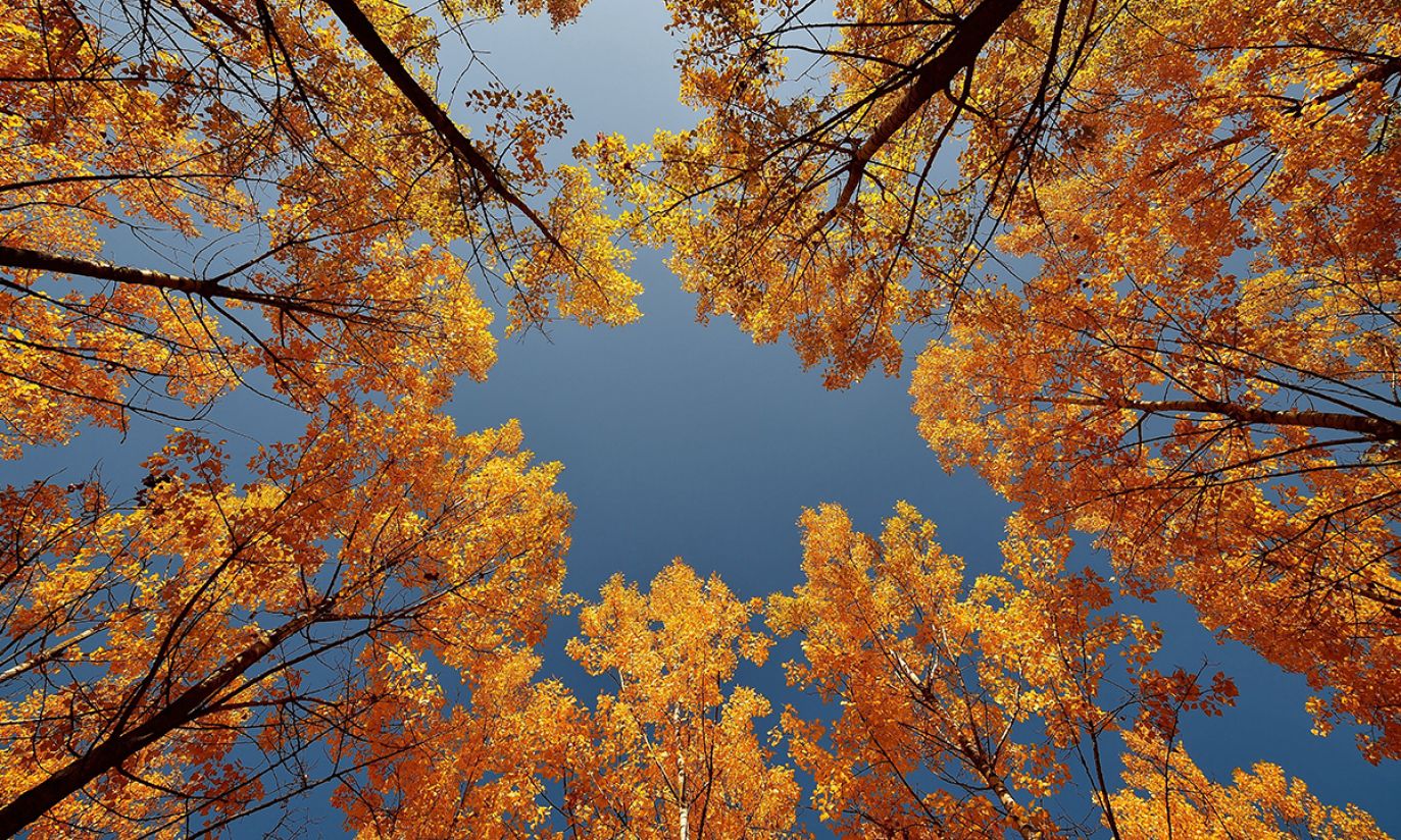 Чистый осенний воздух. Чистый осенний воздух. Чистый осенний воздух. Яркое осеннее небо. Чистый осенний воздух.