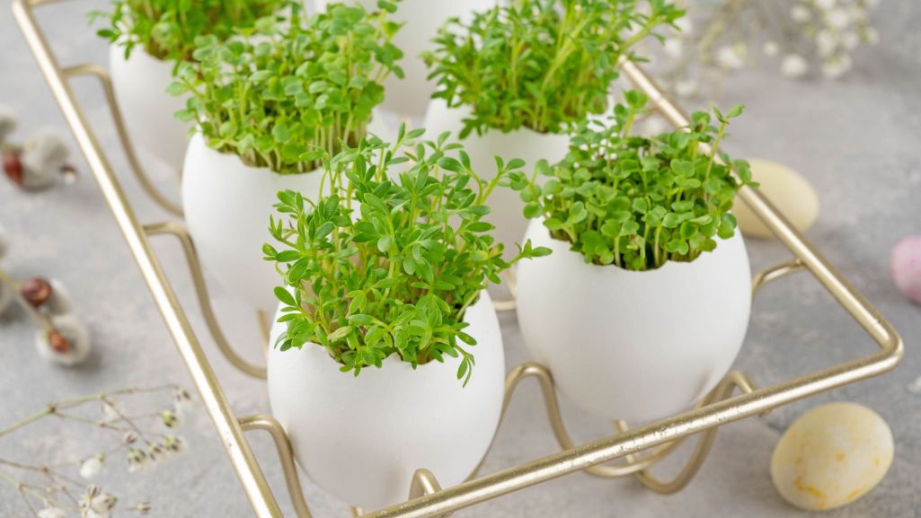 Rzeżuchę wykorzystujemy nie tylko jako dodatek do wielu smacznych potraw, ale również jako element dekoracji. Fot. irina2511/Shutterstock