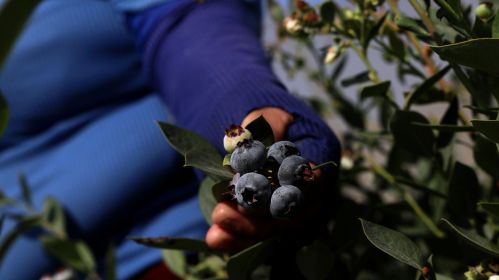 Група спецыялістаў па пчалярстве абследуе чарніцавыя палі для ацэнкі апылення пчоламі. Ліма, Пяру. Фота мае ілюстрацыйны характар. Крыніца: Klebher Vasquez/Anadolu via Getty Images