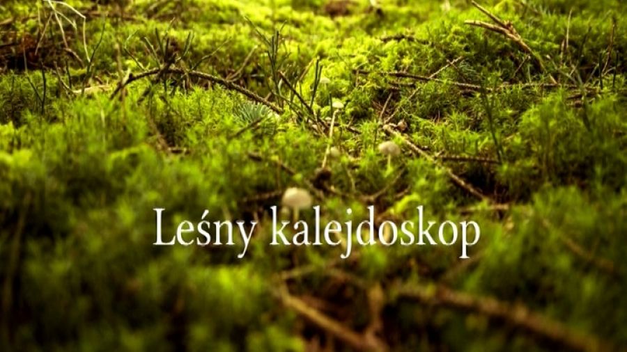 Leśny kalejdoskop