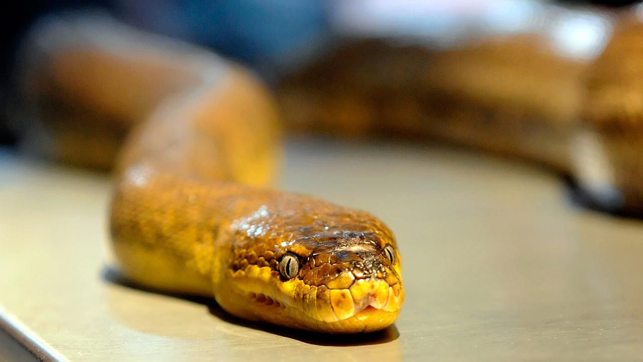 Większość noszonych przez węże wdzianek to prawdziwe dzieła sztuki (fot. Ethan Miller/Getty Images)