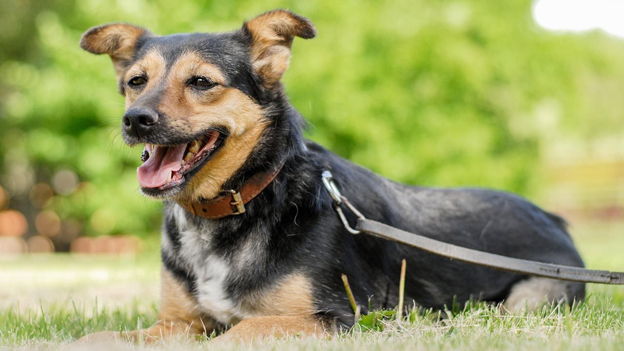 Dzień Kundelka (fot. Shutterstock) Dzień Kundelka (fot. Shutterstock)