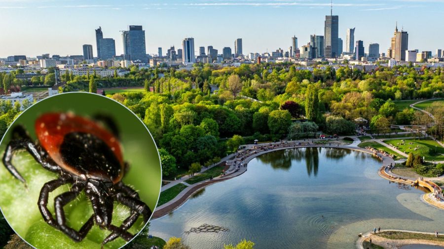 There are just as many ticks in cities as in rural areas, Polish scientists say. Photo: X/@Go2Warsaw, Andy Murray/Wikimedia Commons
