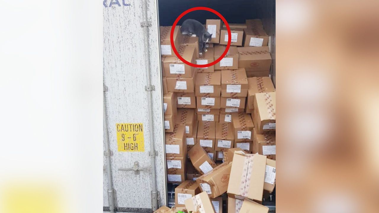Kot wszedł do kontenera podczas załadunku (fot. Facebook/Police Control Ukraine) Kot wszedł do kontenera podczas załadunku (fot. Facebook/Police Control Ukraine)