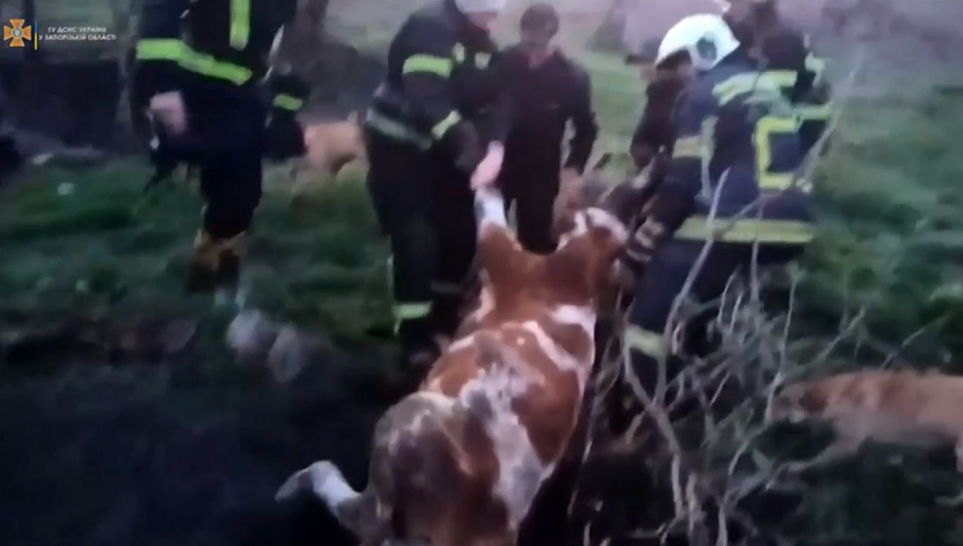 Ratownicy pomogli w uwolnieniu zwierzęcia (fot. EBU/State Emergency Service of Ukraine)