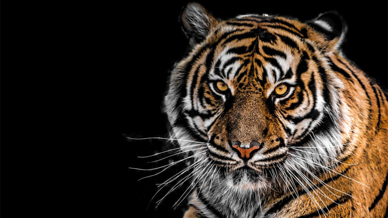 Tygrys nie zostanie poddany eutanazji (fot. Pexels)