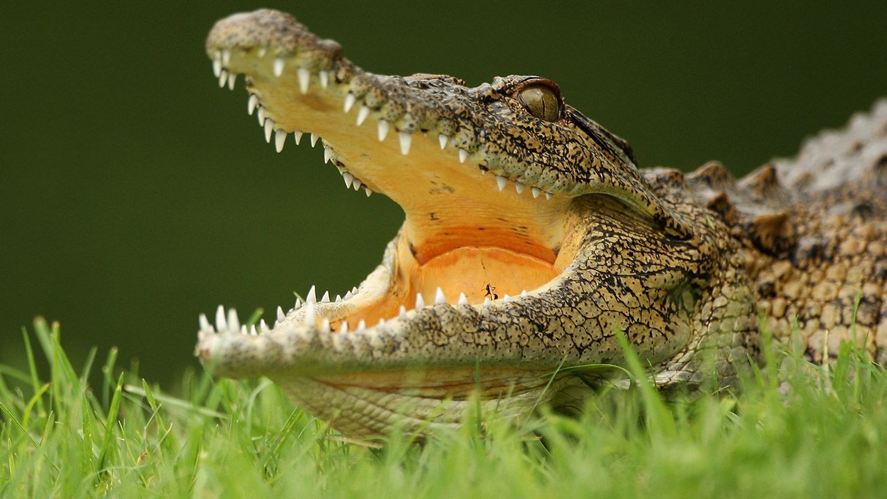 Atak krokodyla na Filipinach (fot. Warren Little/Getty Images)