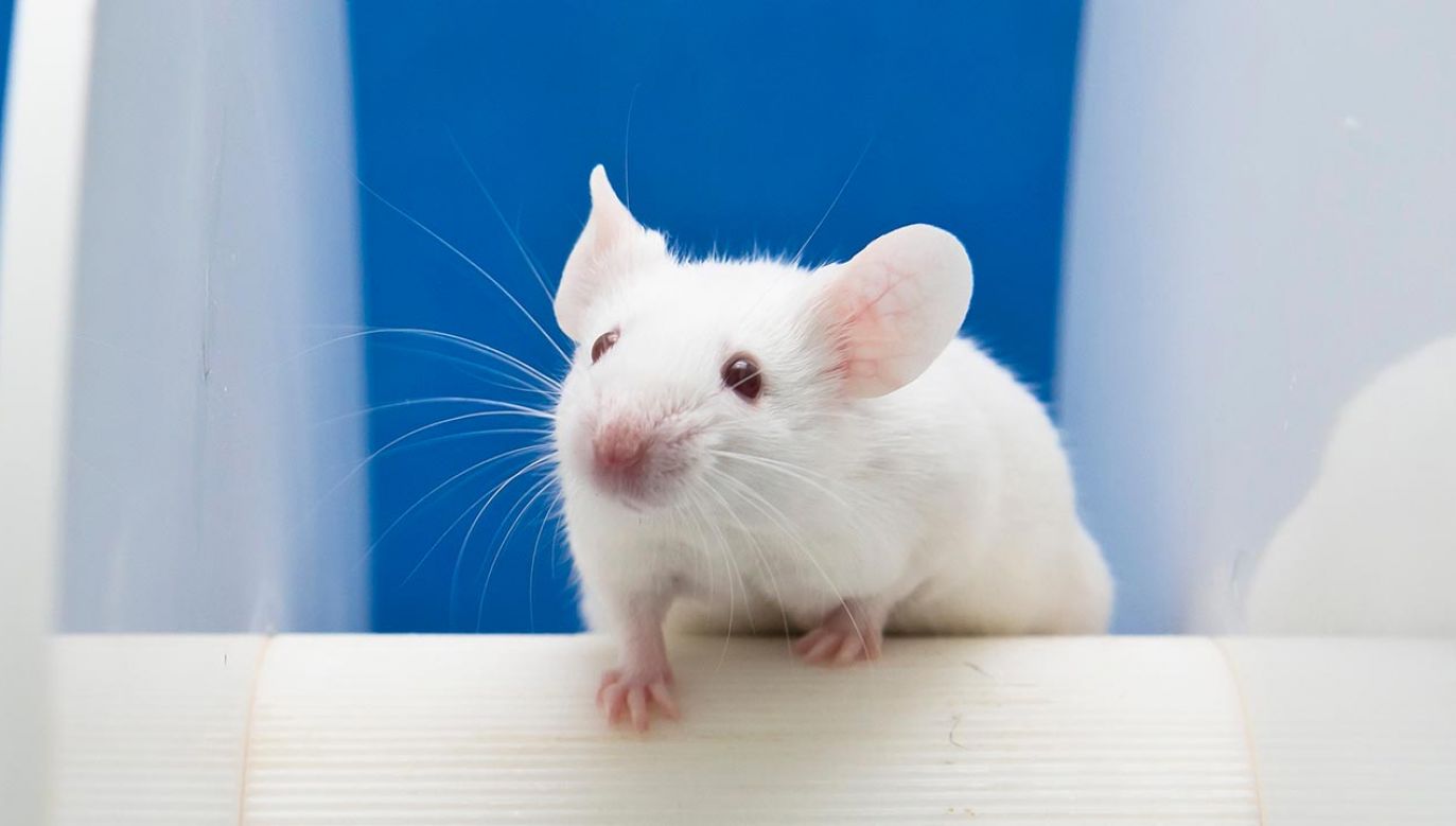 Naukowcy zbadali cztery maleńkie struktury w mózgach myszy (fot. Shutterstock/ unoL)