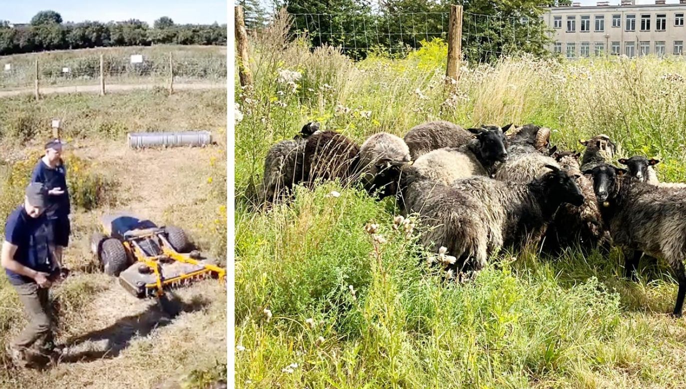 Kosiarka pojawiła się na łące, gdzie trawę „kosić” miały owce (fot. FB/@GZDiZ)