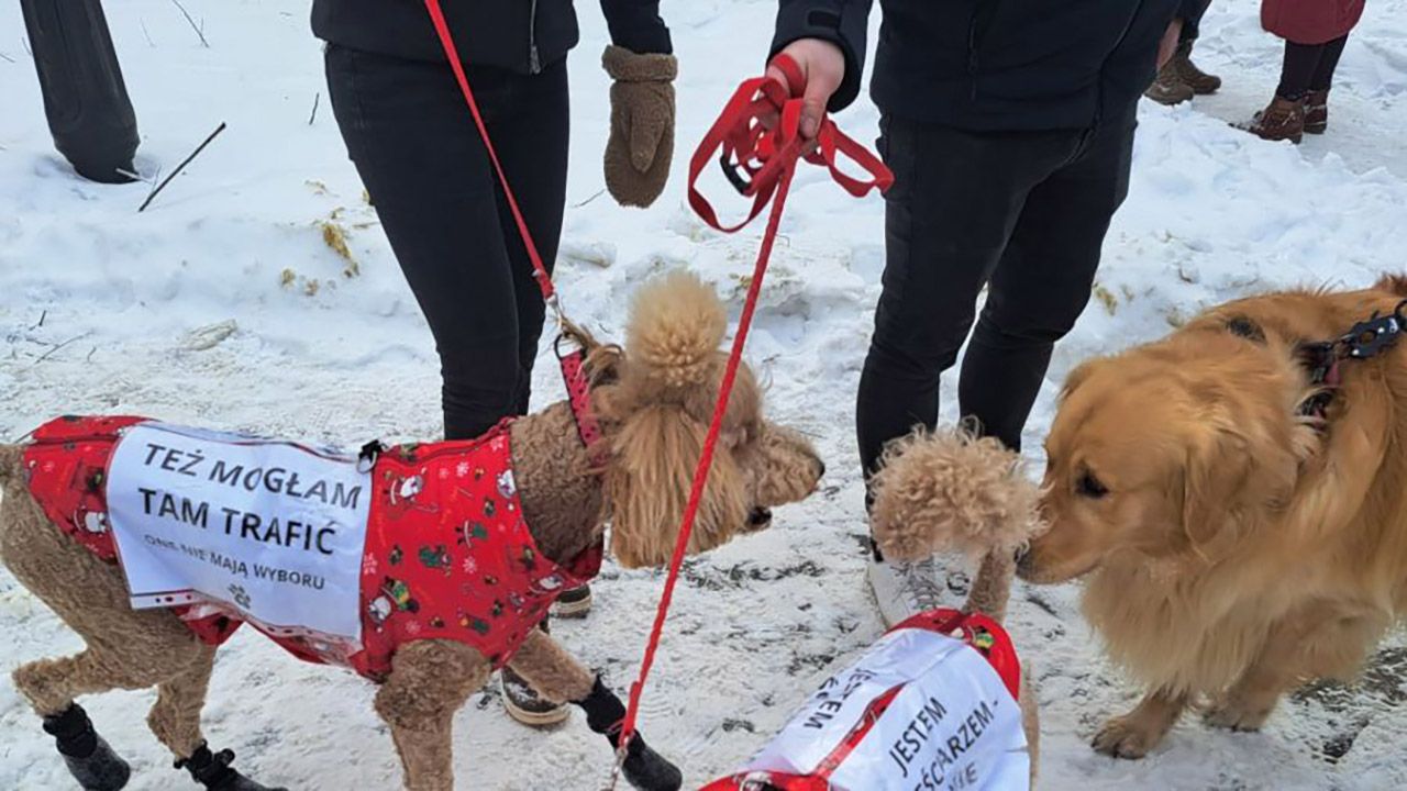 Premier Donald Tusk poinformował, że Powiatowy Lekarz Weterynarii zamknął schronisko w Sobolewie (woj. mazowieckie). &bdquo;Nie będzie taryfy ulgowej dla tych, kt&oacute;rzy skazują zwierzęta na...