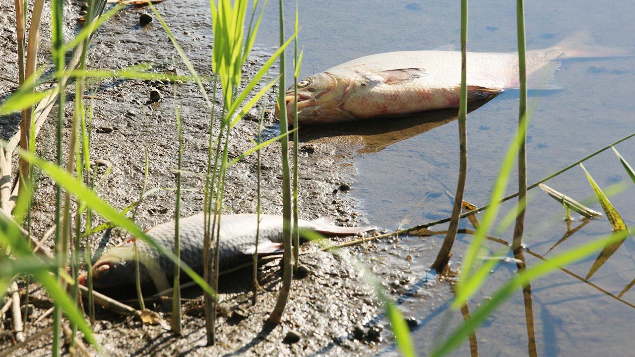 Śnięte ryby zostały zauważone w Odrze (fot. PAP/Lech Muszyński)