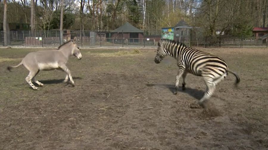 Jak osioł z zebrą. Historia niezwykłej przyjaźni z bydgoskiego zoo