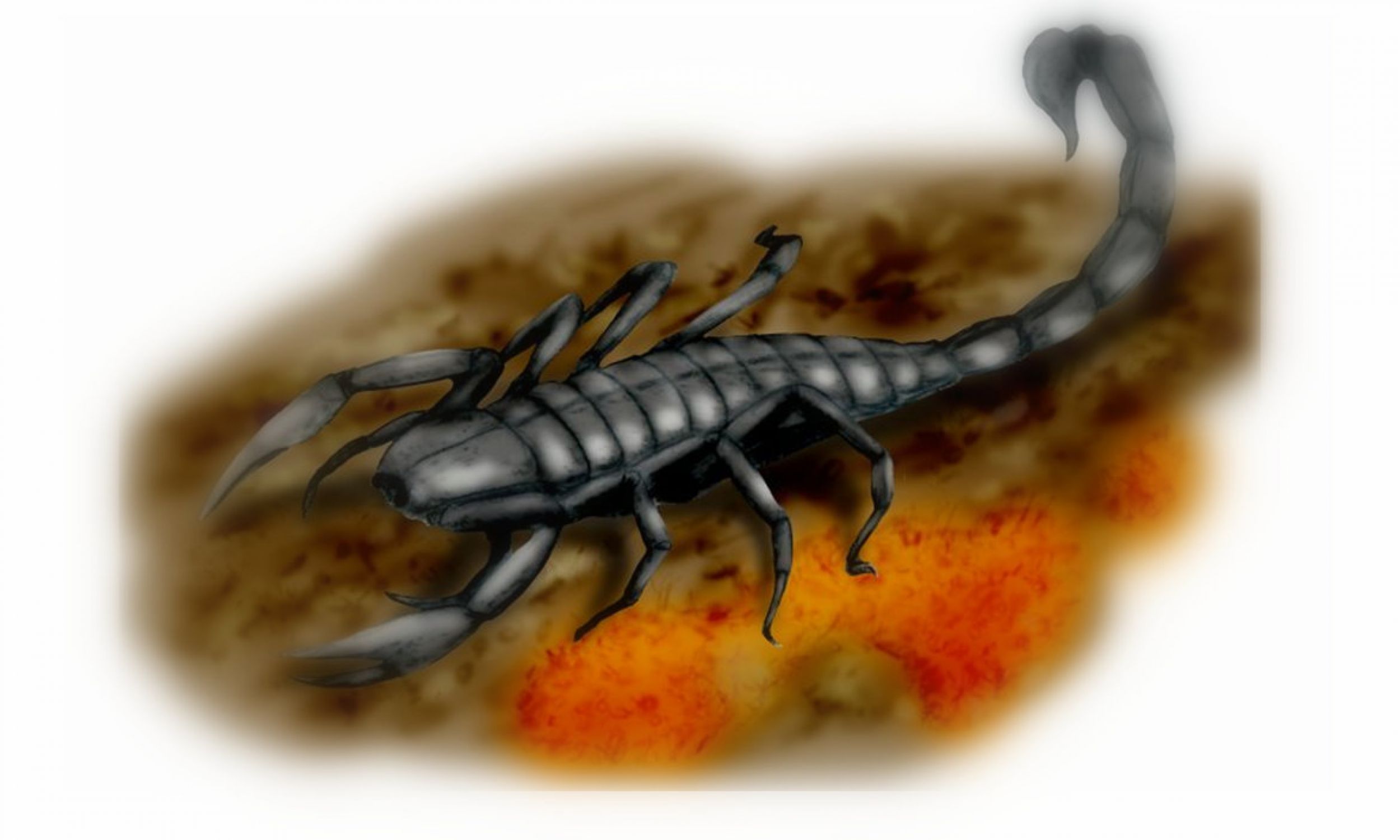 Pulmonoscorpius kirktonensis (dosłownie skorpion płucny) to wymarły gatunek olbrzymiego skorpiona, który żył w epoce wczesnego karbonu. Jego skamieniałości znaleziono w East Kirkton Quarry, West Lothian w Szkocji. Dieta Pulmonoscorpius nie jest dokładnie znana, ale mógł się żywić m.in. mniejszymi stawonogami, a jego żądło mogło też powalić małe czworonogi. Fot. Wikimedia Commons/Nobu Tamura (http://spinops.blogspot.com) - Praca własna, CC BY 3.0