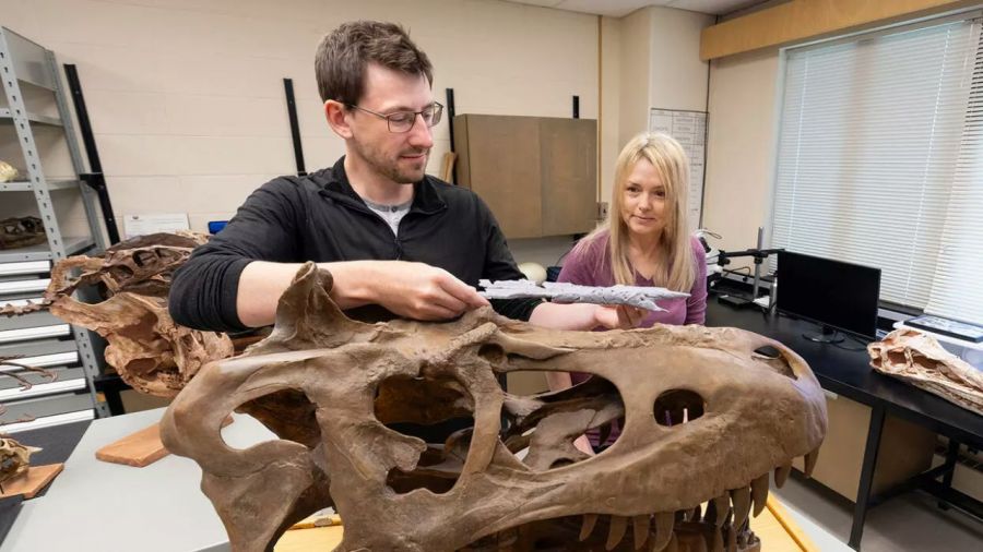 Odkryty gatunek nazwano Khankhuuluu mongoliensis (fot. University of Calgary).