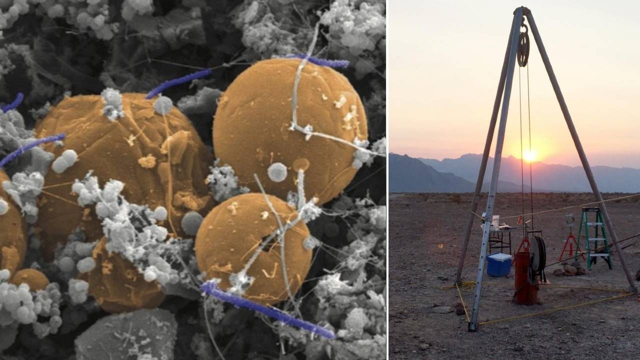 Mikroorganizm znaleziono na głębokości około 3 km (fot. Duane Moser/Desert Research Institute/Luc Riolon/ Deep Carbon Observatory) Mikroorganizm znaleziono na głębokości około 3 km (fot. Duane Moser/Desert Research Institute/Luc Riolon/ Deep Carbon Observatory)