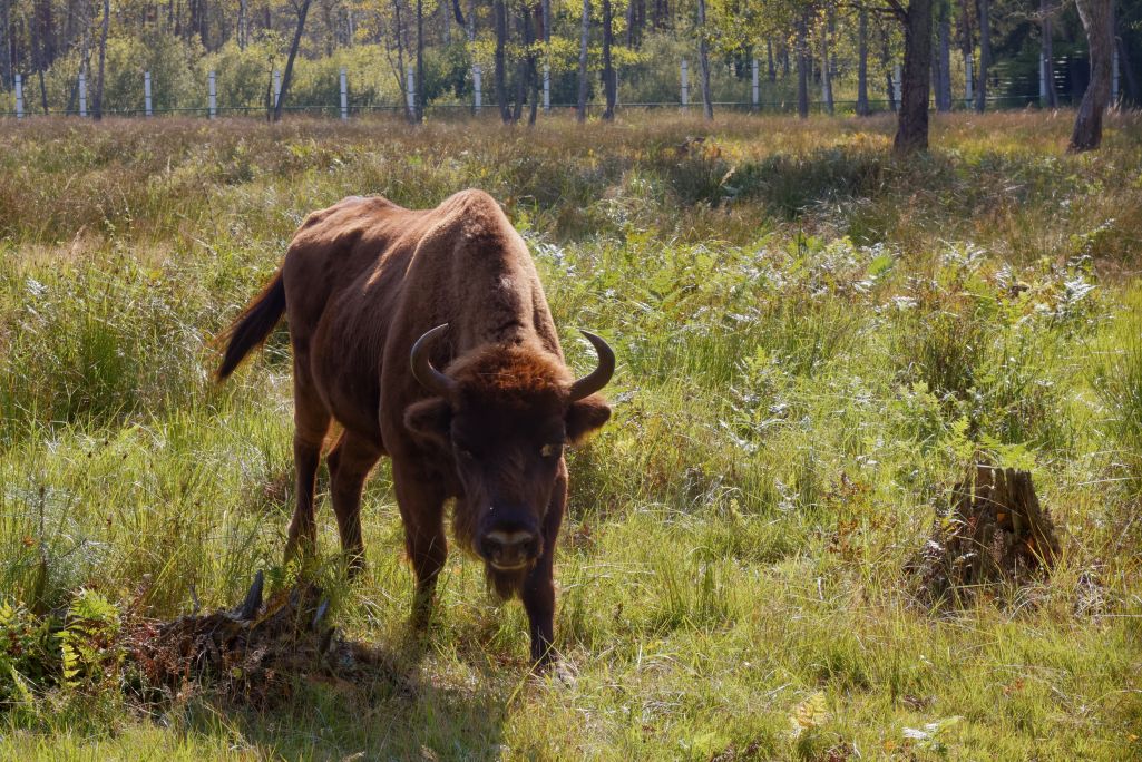 Зубр у Белавежскай пушчы. (Фота: Alexxx Malev / Flickr, CC BY-SA 2.0)
