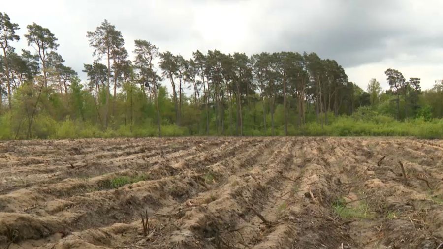 Po wiekowym lesie Doliwa w Kolumnie dziś zostało już niewiele/Fot. TVP3 Łódź