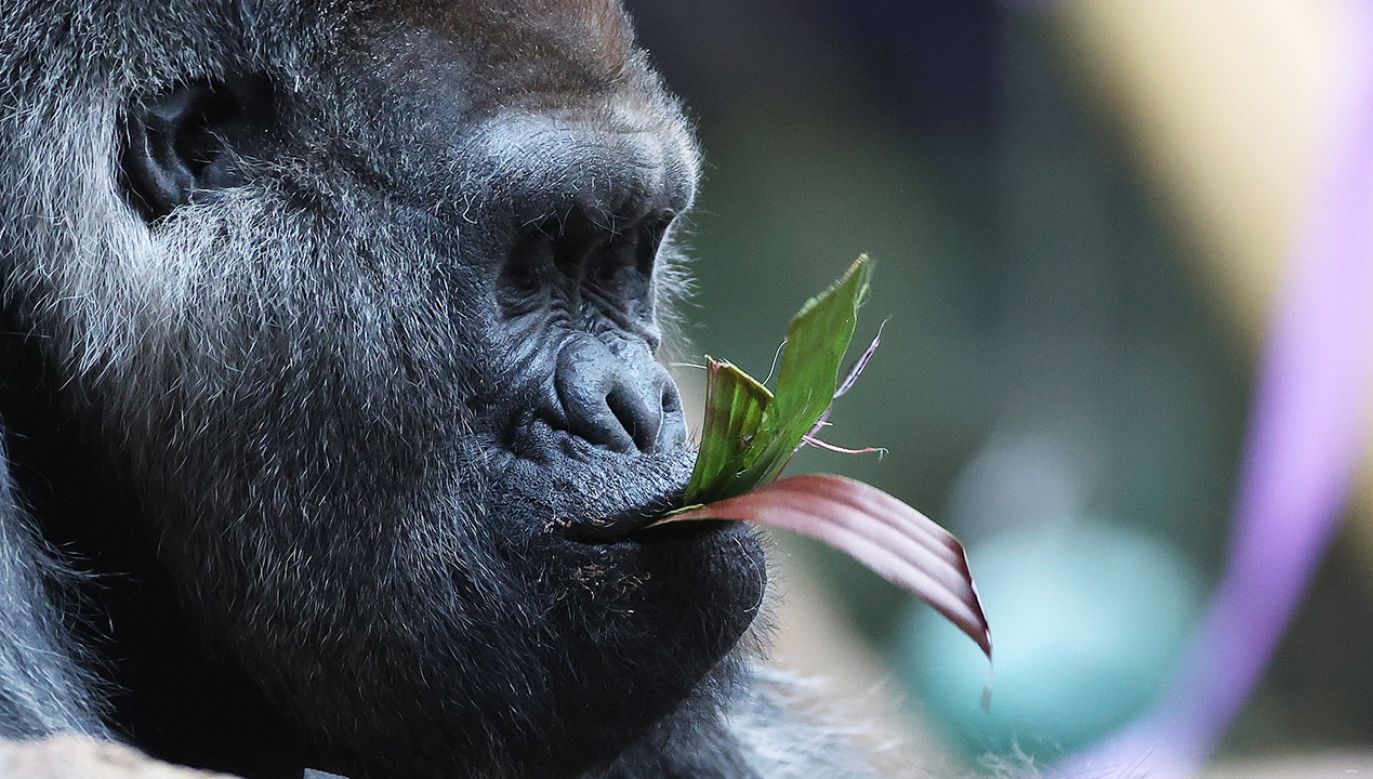 Okazuje się jednak, że niewidzialnego goryla da się zobaczyć(fot. Steve Russell/Toronto Star via Getty Images)
