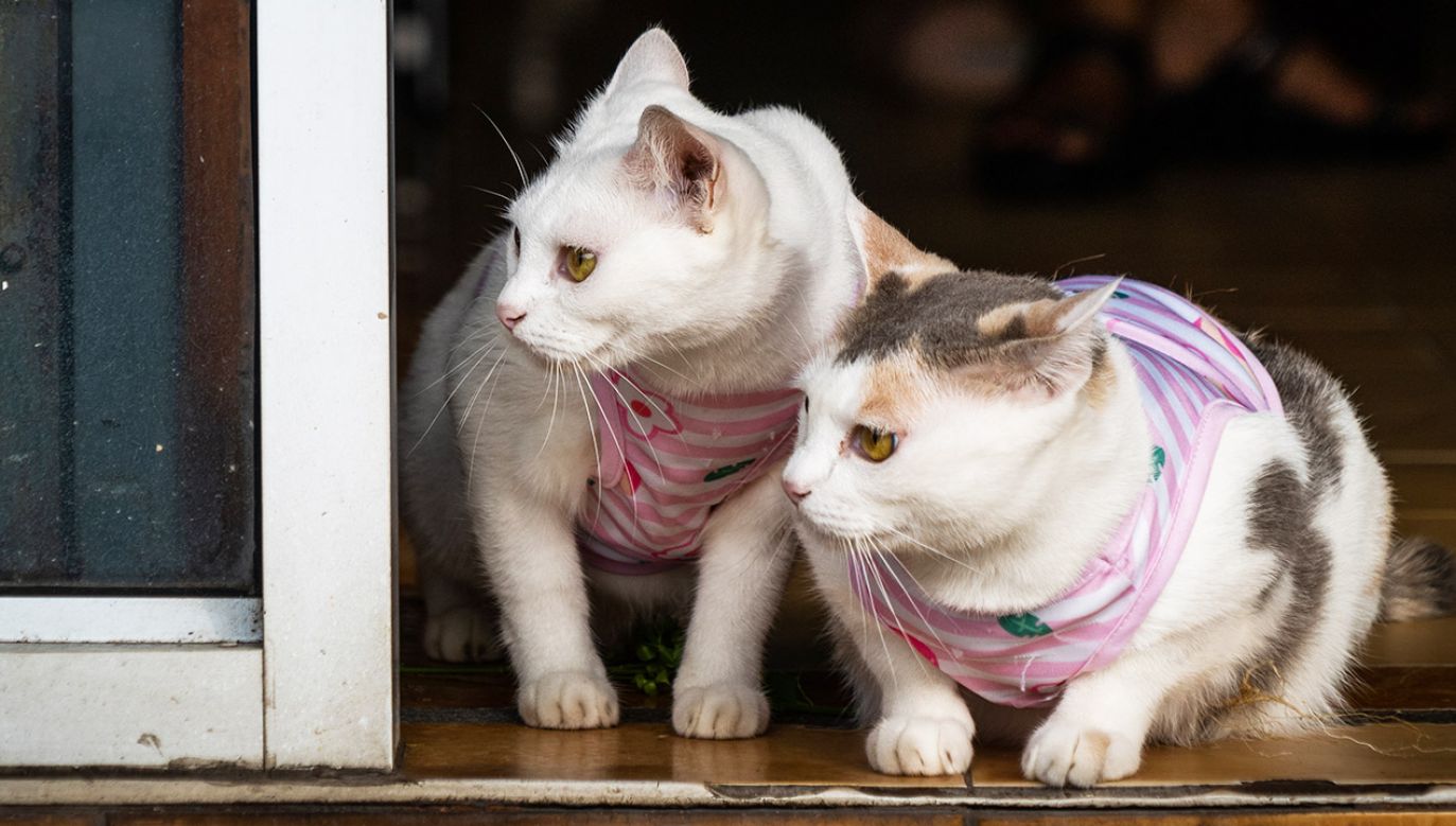Władze miasta Walldorf wydały zakaz wypuszczania domowych kotów na zewnątrz (fot. Matt Hunt/SOPA/LightRocket/Getty)