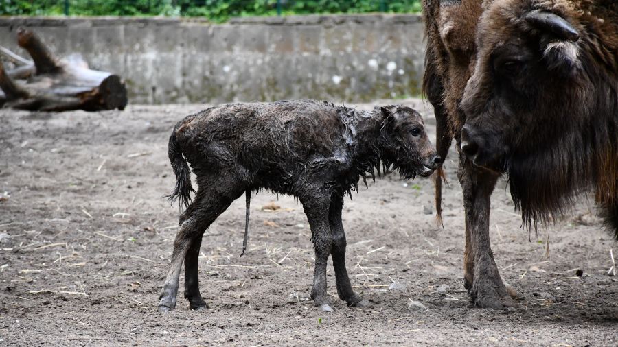 W Nowym Zoo w Poznaniu urodził się żubr (fot. Zoo Poznań)