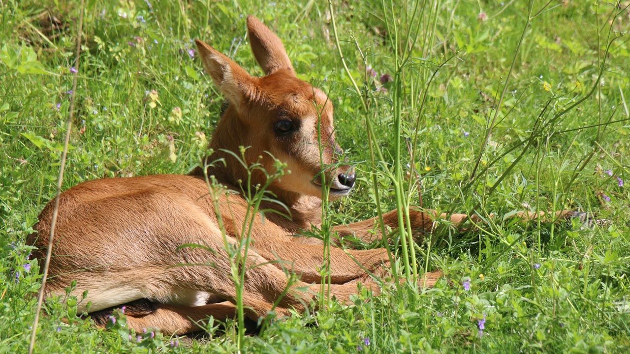 Antylopowiec szablorogi przyszedł na świat 16 maja (fot. ZOO Gdańsk) Antylopowiec szablorogi przyszedł na świat 16 maja (fot. ZOO Gdańsk)