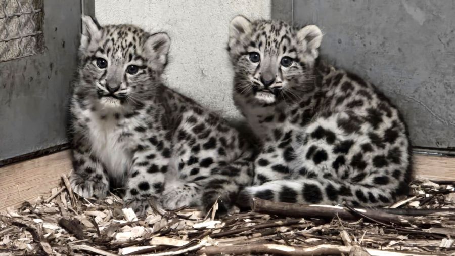 Fot. Śląski Ogród Zoologiczny w Chorzowie