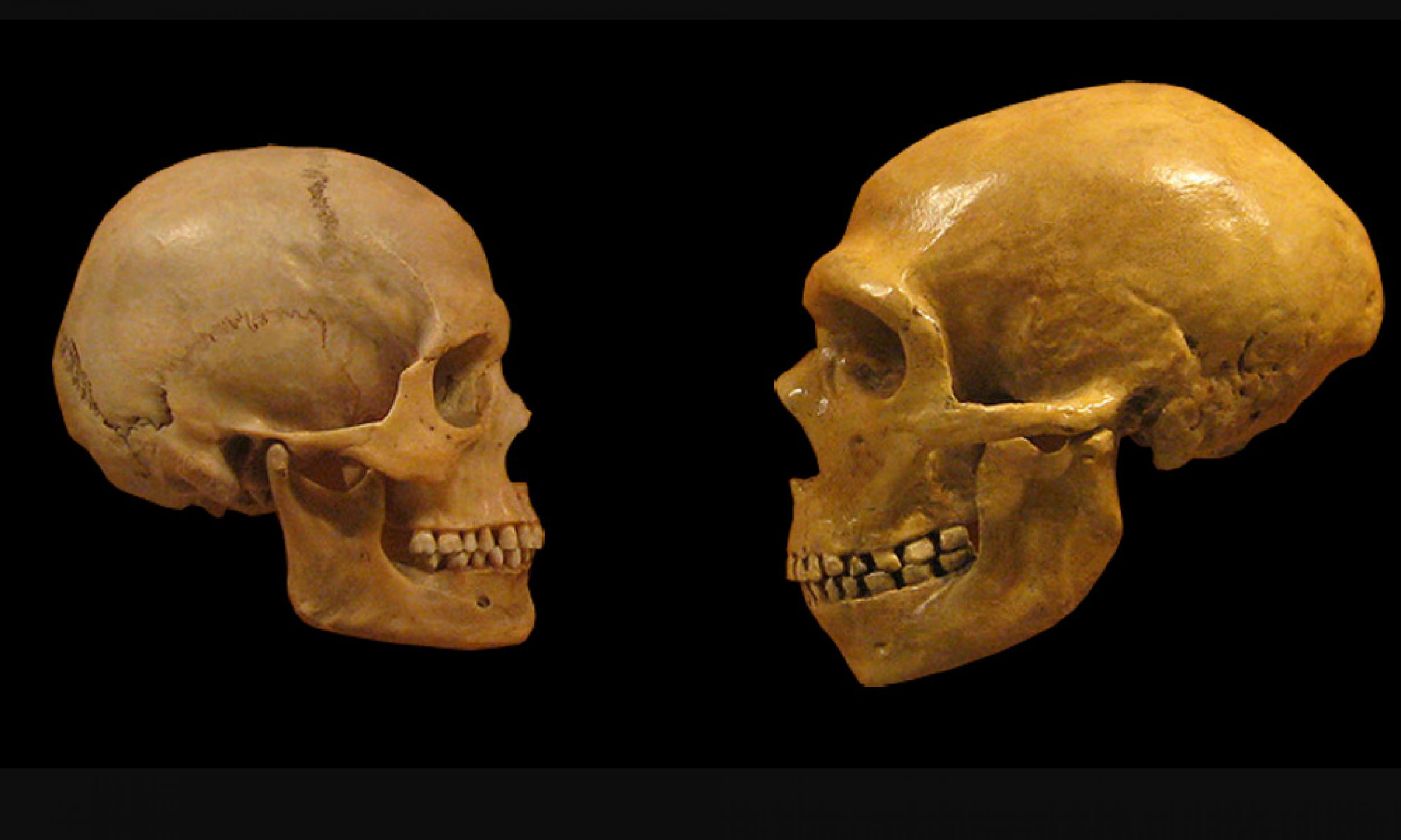 Porównanie czaszek współczesnego człowieka (z lewej) i neandertalczyka, Muzeum Historii Naturalnej w Cleveland, listopad 2008 r. Fot. Wikimedia/Hairymuseummatt (praca oryginalna), DrMikeBaxter (pochodna – czaszki umieszczone na czarnym tle i z usuniętymi adnotacjami) - CC BY-SA 2.0