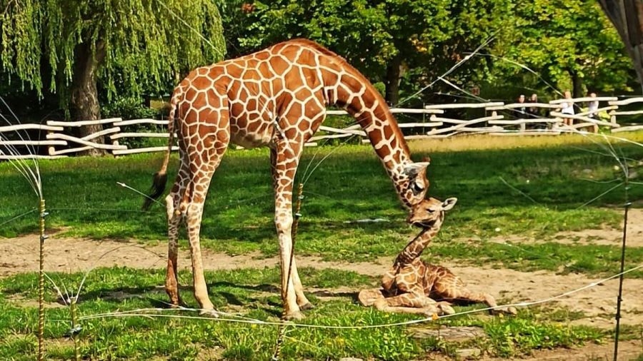 Fot. Śląski Ogród Zoologiczny