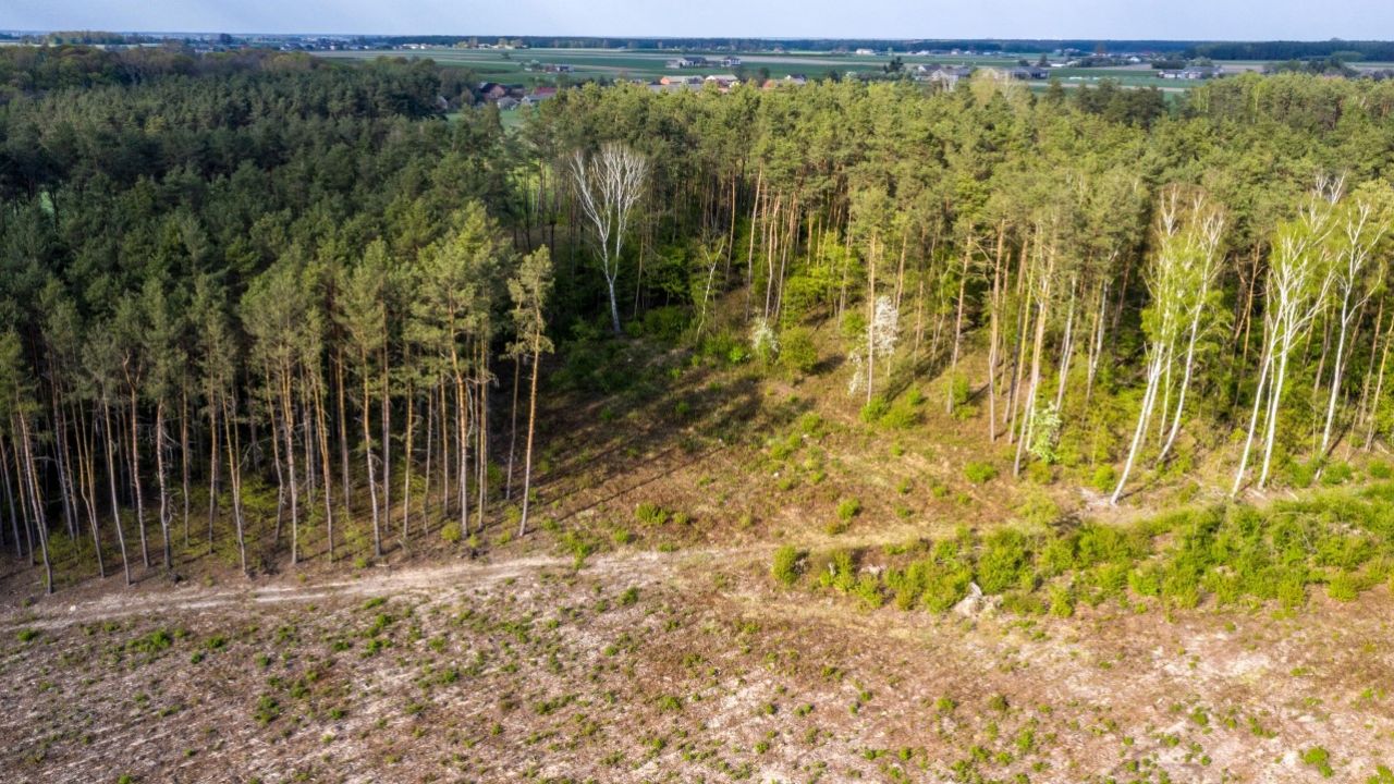 W lasach w niemal całym kraju panuje najwyższy stopień zagrożenia pożarowego (fot. arch PAP/Grzegorz Michałowski) W lasach w niemal całym kraju panuje najwyższy stopień zagrożenia pożarowego (fot. arch PAP/Grzegorz Michałowski)