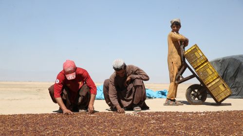 Производство изюма в Пакистане. 3 января 2023 года. Фото: Muhammed Semih Ugurlu / Anadolu Agency via Getty Images