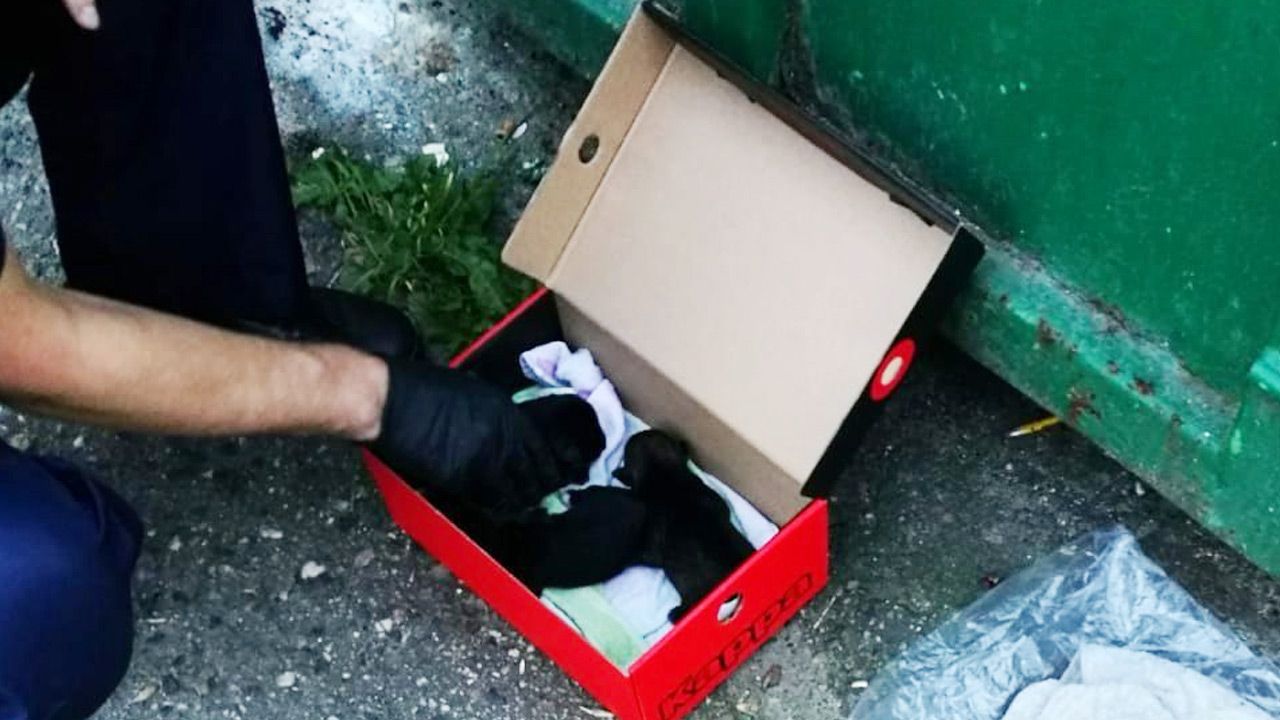Policjanci uratowali wyrzucone do śmieci szczenięta (fot. Policja) Policjanci uratowali wyrzucone do śmieci szczenięta (fot. Policja)