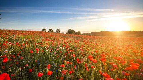 Łąka z kwitnącymi makami i innymi kwiatami. W oddali widać zachodzące słońce oraz skrawek lasu.