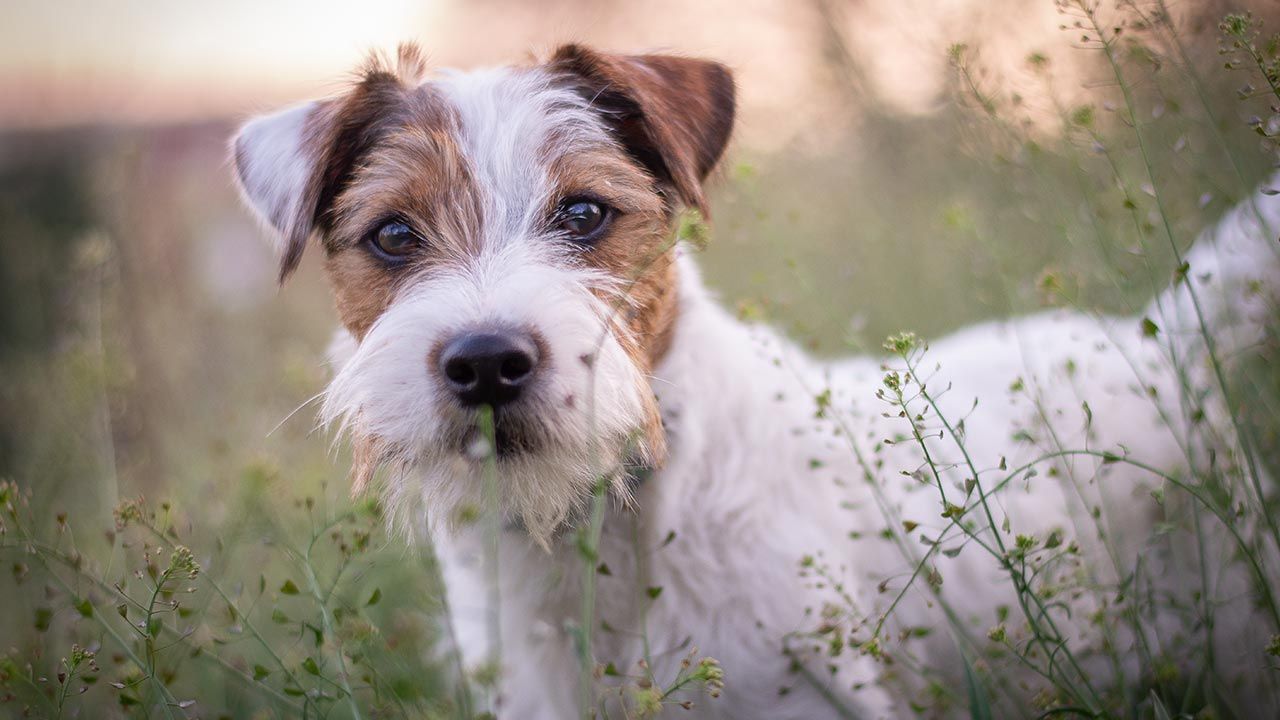 Pies przebiegł 380 km (fot. Shutterstock/ Kristyna Mrazkova, zdjęcie ilustracyjne)