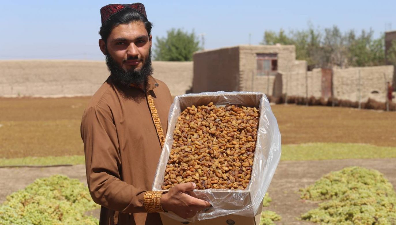 Afganistan jest ważnym producentem rodzynek (fot. Stringer/Anadolu Agency via Getty Images)