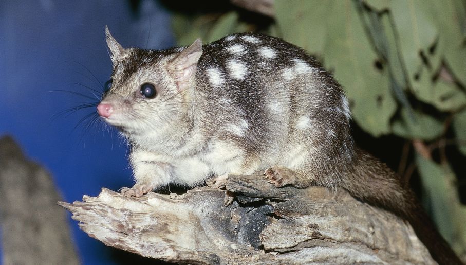 Marsupial acts like punk rockstar minus drinking and drugs, debauches,  drops dead | TVP World