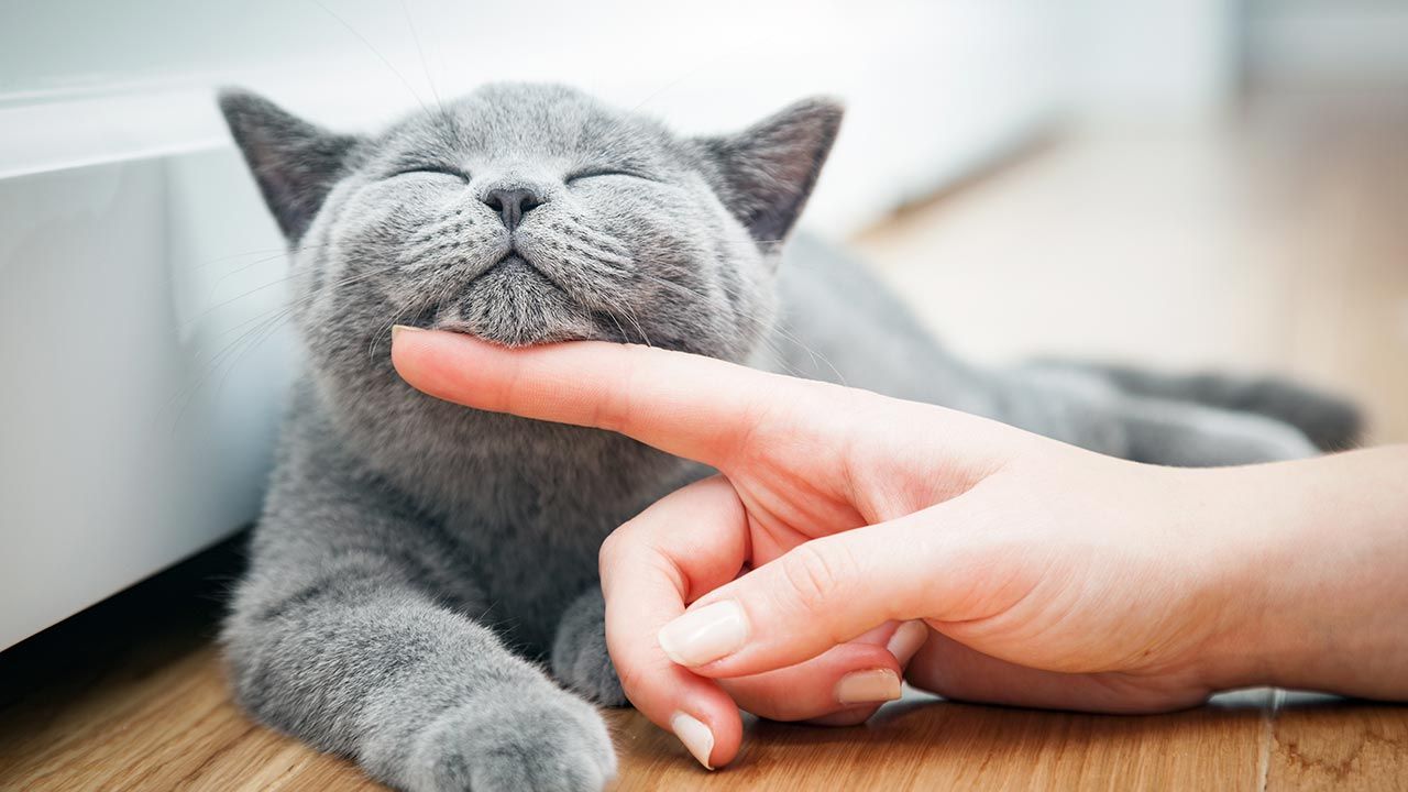 Naukowcy najpierw przeprowadzili badania przesiewowe różnych bakterii pochodzących od psów i kotów (fot. Shutterstock/PHOTOCREO Michal Bednarek) Naukowcy najpierw przeprowadzili badania przesiewowe różnych bakterii pochodzących od psów i kotów (fot. Shutterstock/PHOTOCREO Michal Bednarek)