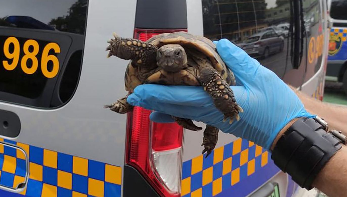 Strażnicy ocenili, że jest to żółw hodowlany z gatunku stepowych (fot. Straż miejska)