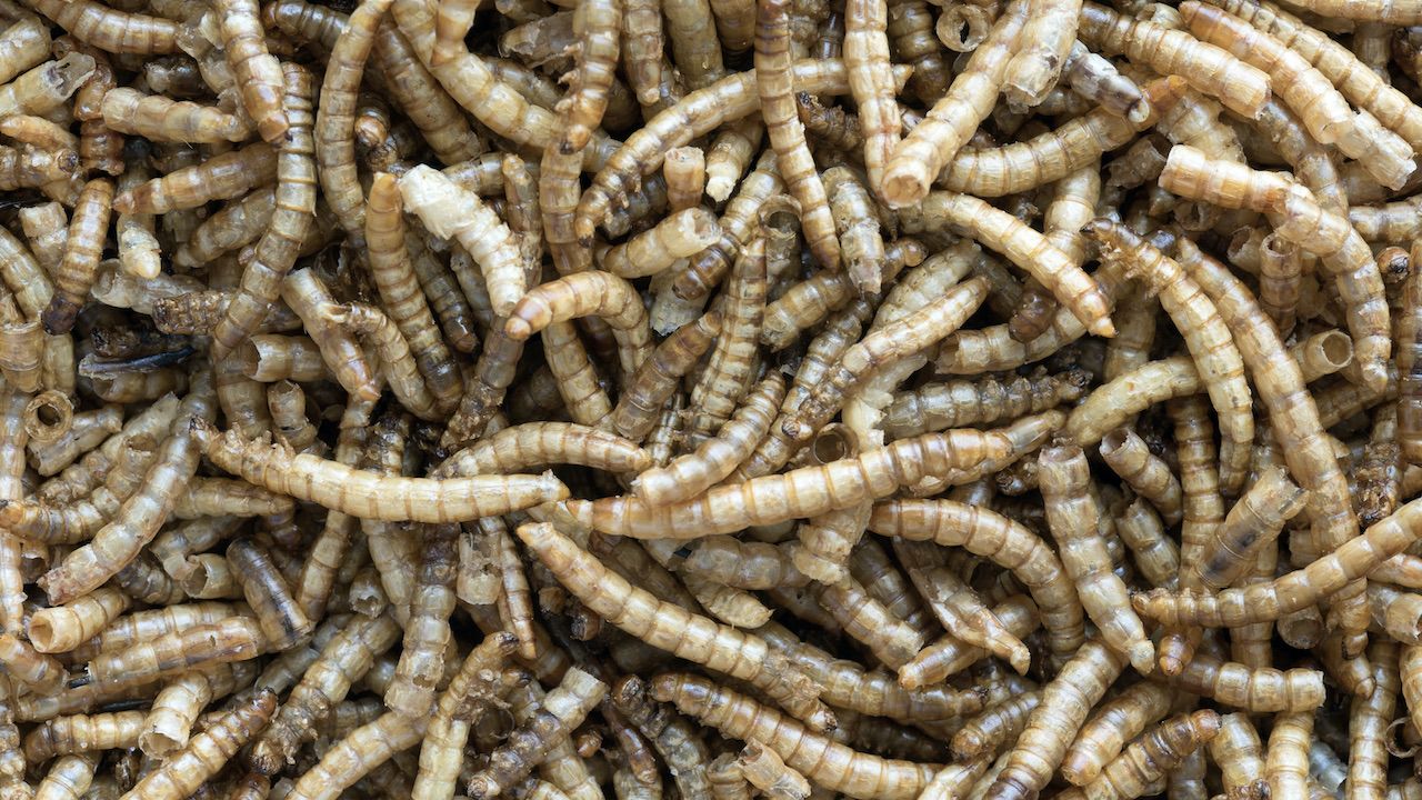 Według UE larwy mącznika młynarka są niskoemisyjnym źródłem żywności (fot. Shutterstock/ Ian Roscoe)