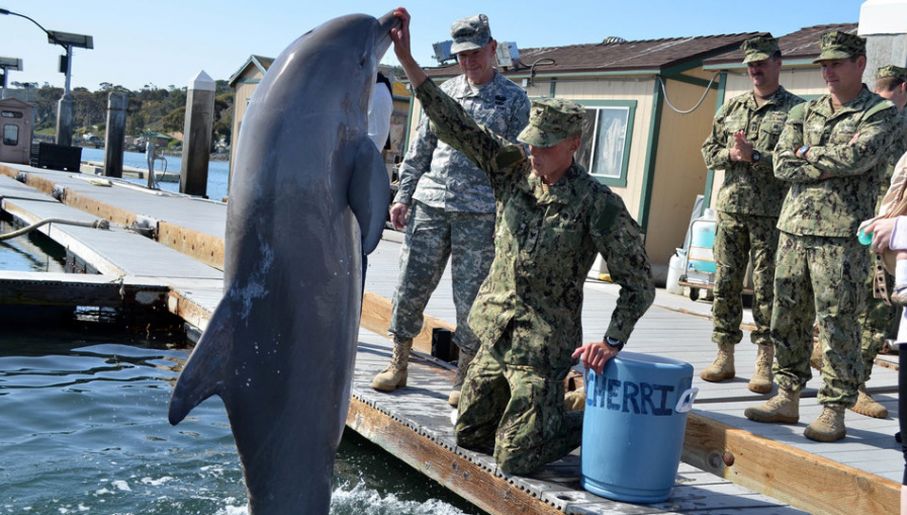 Amerykańskie wojsko od lat szkoli delfiny (fot. US Navy)