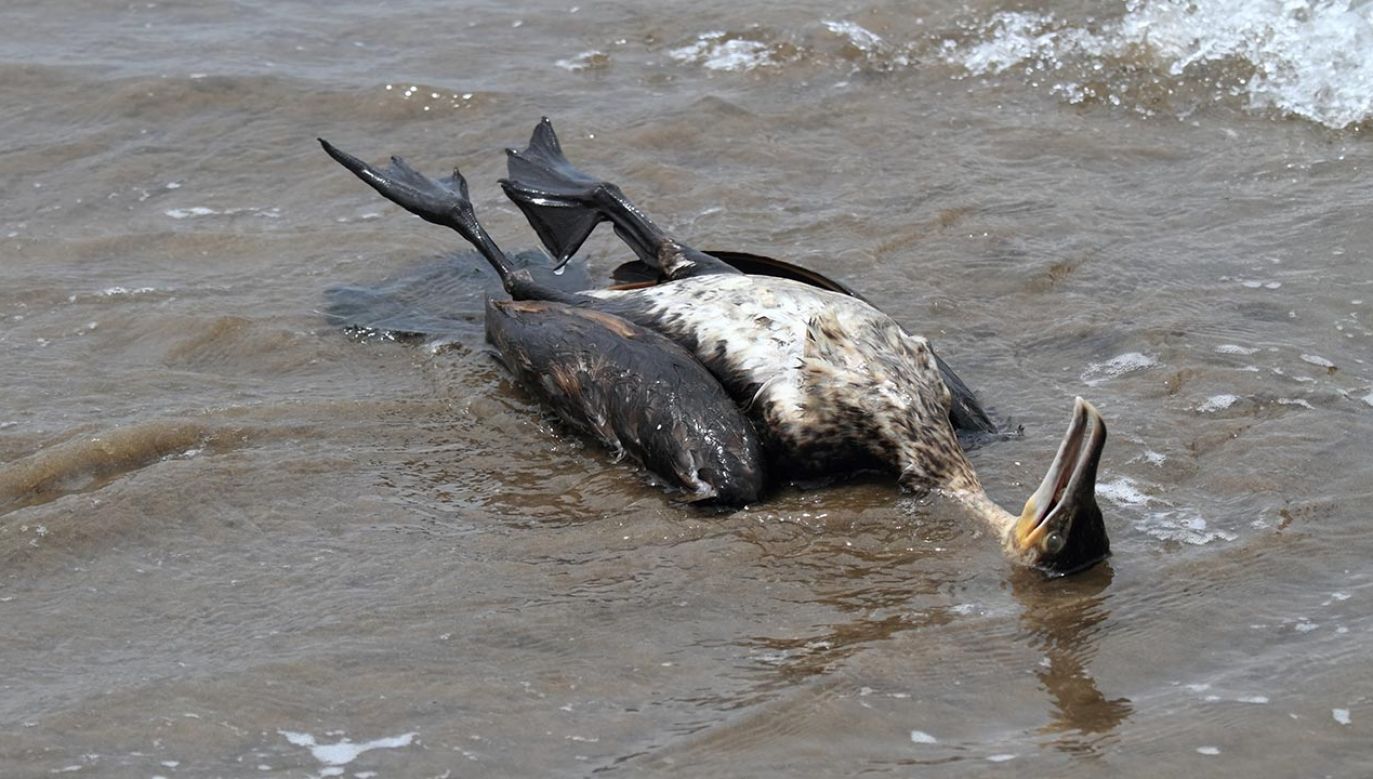 Dotychczas nie ustalono, co jest przyczyną śmierci kormoranów (fot. Shutterstock/via)
