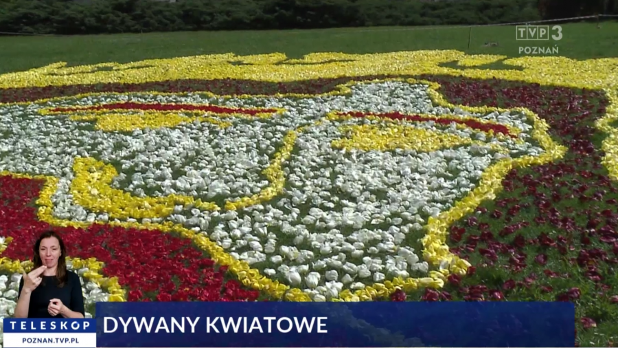 Poznań. Pierwszy król z kwiatów. W trzech kolorach (fot. TVP3 Poznań)