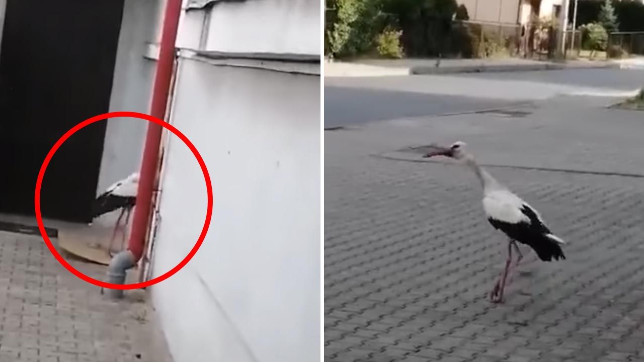 Bocian próbował wejść do urzędu gminy (fot. Facebook/Mariusz Krystian) Bocian próbował wejść do urzędu gminy (fot. Facebook/Mariusz Krystian)