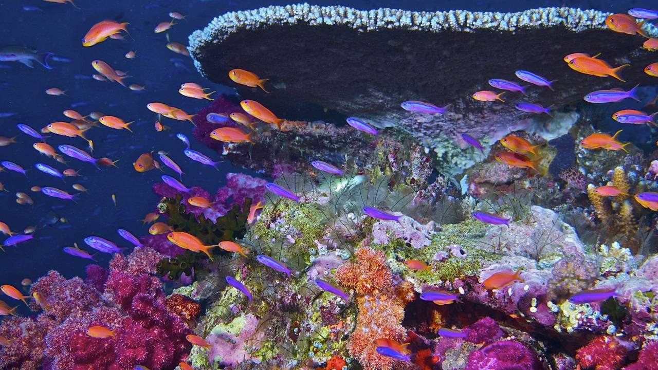 Rafy koralowe są niezwykle cennymi ekosystemami (fot. NASA)