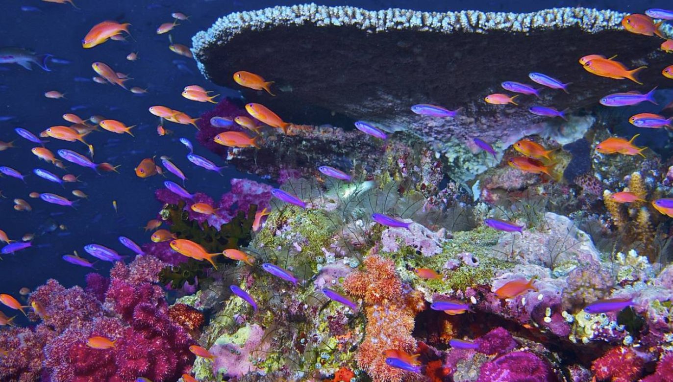 Rafy koralowe są niezwykle cennymi ekosystemami (fot. NASA)