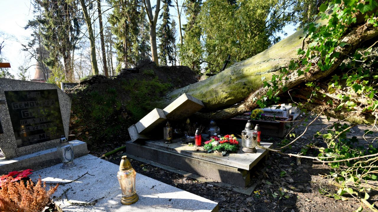Powalone drzewa i zniszczone groby to skutki wichury jaka przeszła przed dwoma tygodniami nad Szczecinem (fot. PAP/Marcin Bielecki)